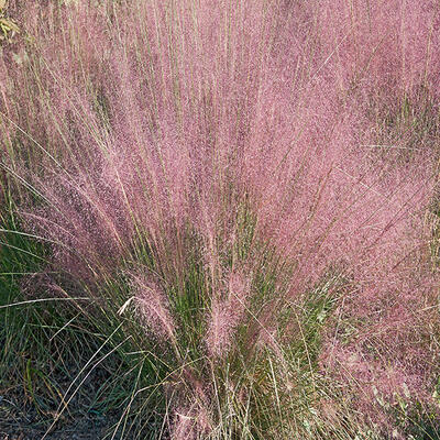 Muhlenbergia - Muhlenbergia capillaris 