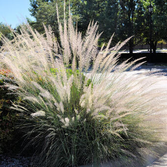 Muhlenbergia lindheimeri