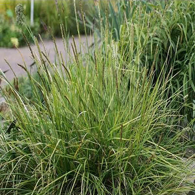 Blauwgras, zilverveengras - Sesleria argentea