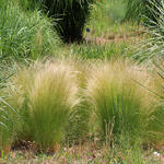 Stipa pennata - Vedergras