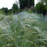 Stipa pulcherrima - Vedergras - Stipa pulcherrima