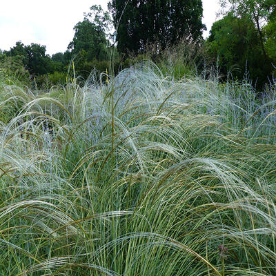 Vedergras - Stipa pulcherrima