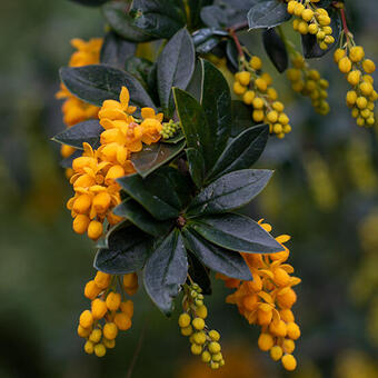 Berberis trigona 'Orange King'