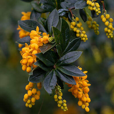 Zuurbes - Berberis trigona 'Orange King'