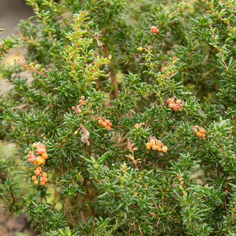 Berberis x stenophylla