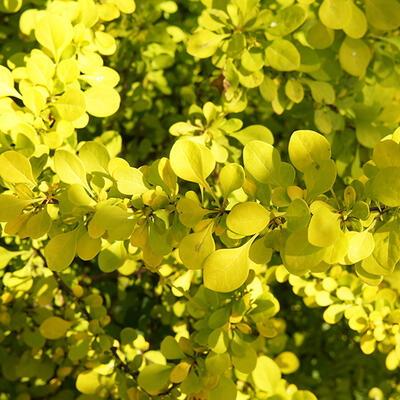 Japanse zuurbes - Berberis thunbergii 'Green Carpet'