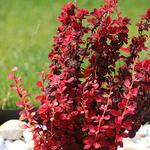 Berberis thunbergii 'Orange Rocket' - Zuurbes