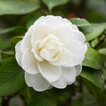 Camellia japonica (wit) - Camelia