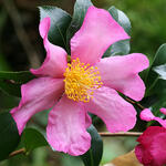 Camelia - Camellia sasanqua