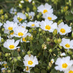 Cistus salviifolius - Rotsroos