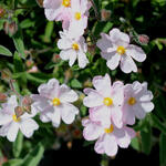 Cistus x skanbergii - Rotsroos - Cistus x skanbergii