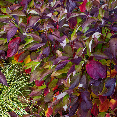 Witte kornoelje - Cornus alba 'Baton Rouge'