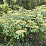 Cornus controversa 'Pagoda' - Reuzenkornoelje