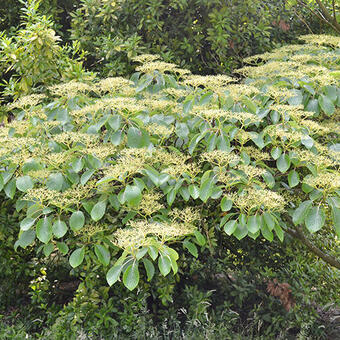 Cornus controversa 'Pagoda'