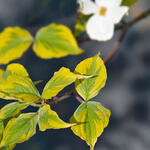 Cornus florida 'Rainbow' - Veelbloemige kornoelje