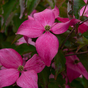 Cornus kousa 'Scarlet Fire'