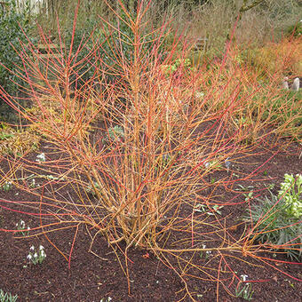 Cornus sanguinea 'Magic Flame'