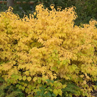 Cornus sanguinea 'Magic Flame'