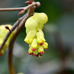 Corylopsis spicata - Schijnhazelaar