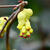 Corylopsis spicata