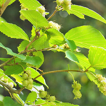 Corylopsis spicata