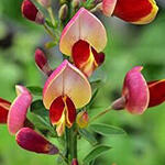 Cytisus 'Goldfinch' - Brem - Cytisus 'Goldfinch'