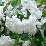 Deutzia  magnifica - Bruidsbloem - Deutzia  magnifica