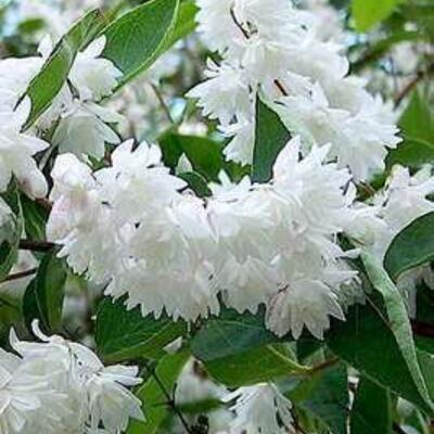 Bruidsbloem - Deutzia  magnifica