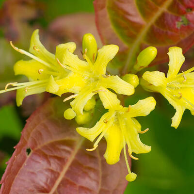 Diervilla x splendens - Amerikaanse weigelia