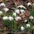 Galanthus nivalis 'Flore Pleno'