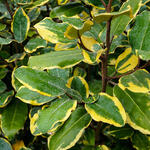 Elaeagnus x ebbingei 'Viveleg' - Olijfwilg