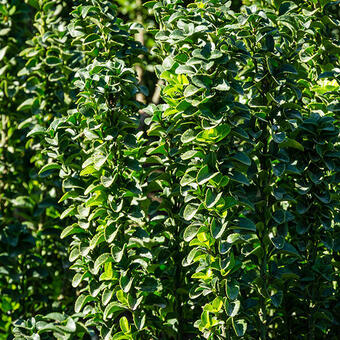 Euonymus japonicus 'Benkomasaki'