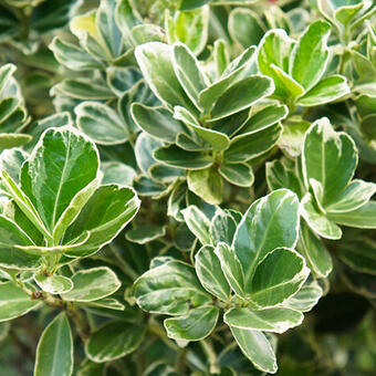 Euonymus japonicus 'President Gauthier'