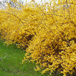 Forsythia 'Marée d'Or' - Chinees klokje - Forsythia 'Marée d'Or'