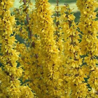 Forsythia x intermedia 'Mikado'