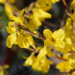 Forsythia x intermedia 'Minigold' - Chinees dwergklokje