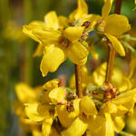 Chinees klokje - Forsythia x intermedia 'Week-End'