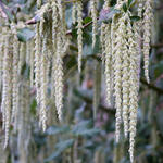 Garrya elliptica - Garrya