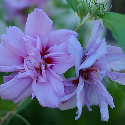 Altheastruik - Hibiscus syriacus 'Lavender CHIFFON'