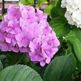 Hydrangea macrophylla 'Freudenstein'