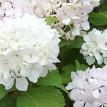 Hydrangea macrophylla 'Soeur Thérèse' - Hortensia