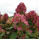 Hydrangea paniculata 'Mega Mindy'  - Pluimhortensia