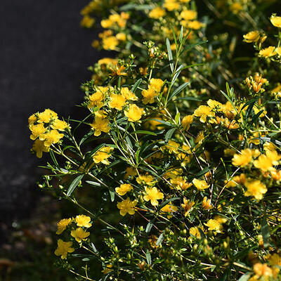 Herfsthooi - Hypericum densiflorum 'Buttercup'