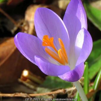 Crocus tommasinianus