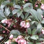 Helleborus x sahinii 'Winterbells' - Nieskruid