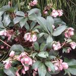 Helleborus x sahinii 'Winterbells' - Nieskruid