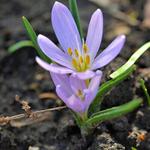 Colchicum hungaricum 'Valentine' - Herfsttijloos