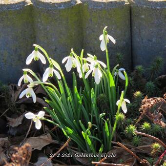 Galanthus nivalis