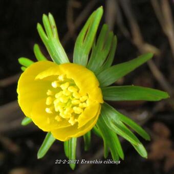 Eranthis cilicica