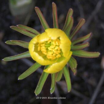 Eranthis cilicica